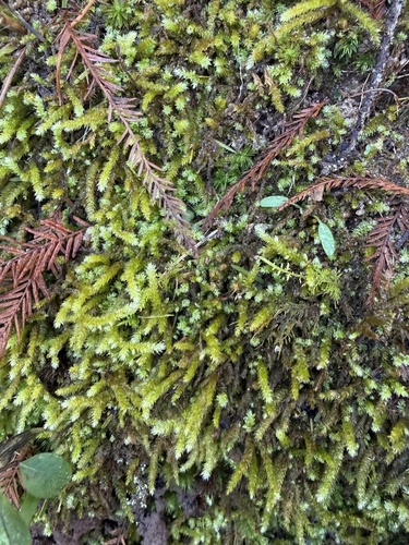 Bryoandersonia illecebra, 2026-10-13