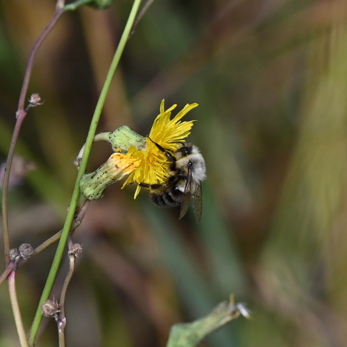 Common Eastern Bumble Bee