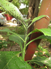 Uroleucon verbesinae