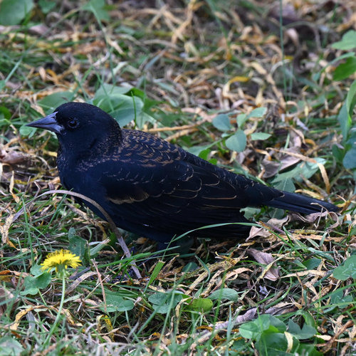 Red-winged Blackbird