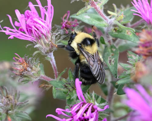 Red-belted Bumble Bee