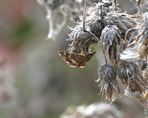 Spotted Beet Webworm Moth