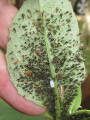 Uroleucon verbesinae