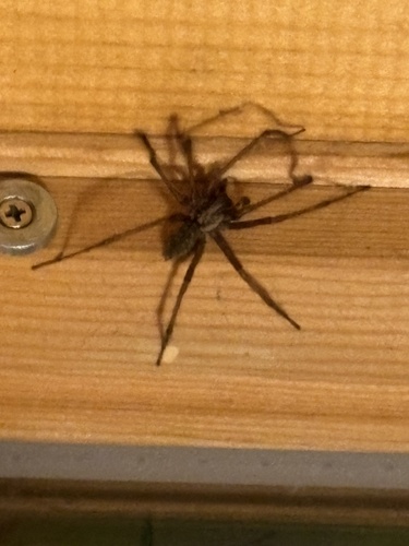 Hobo Spider