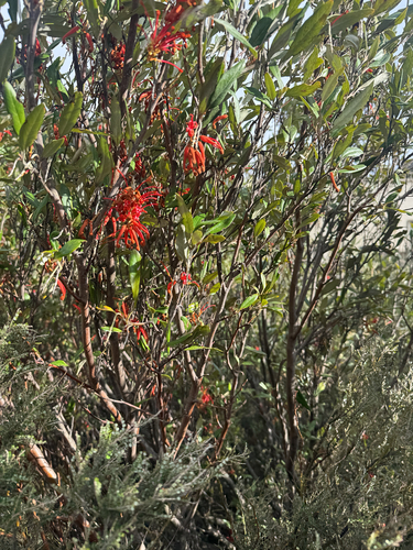 Grevillea victoriae, 2026-10-12