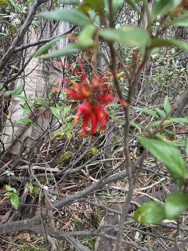 Grevillea victoriae, 2026-10-12