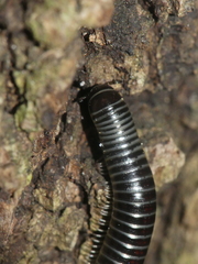 Ommatoiulus sabulosus aimatopodus