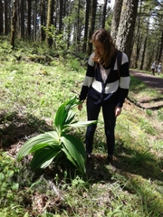 Veratrum insolitum