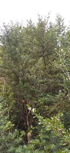 Prumnopitys andina observed 2026-10-13