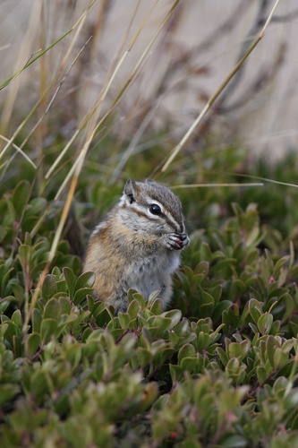 Least Chipmunk observed by hannahdodington