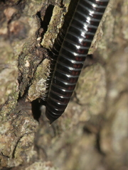 Ommatoiulus sabulosus aimatopodus