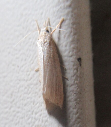 Black-dot Diatraea photo 4