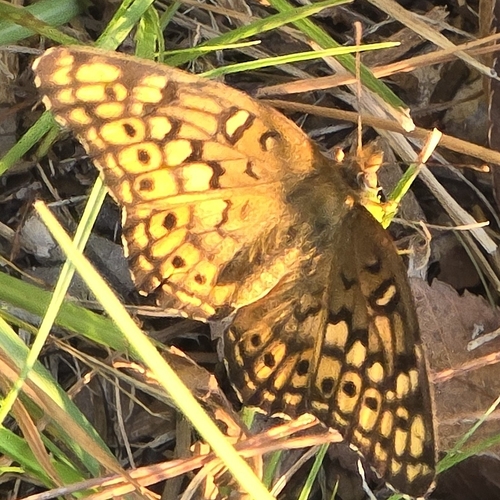 Variegated Fritillary