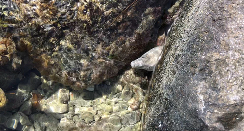 Gymnothorax pictus observed 2026-10-13