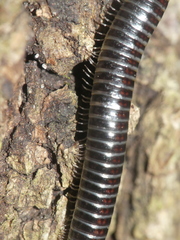 Ommatoiulus sabulosus aimatopodus