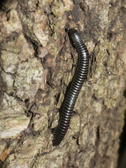 Ommatoiulus sabulosus aimatopodus