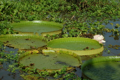 Victoria cruziana