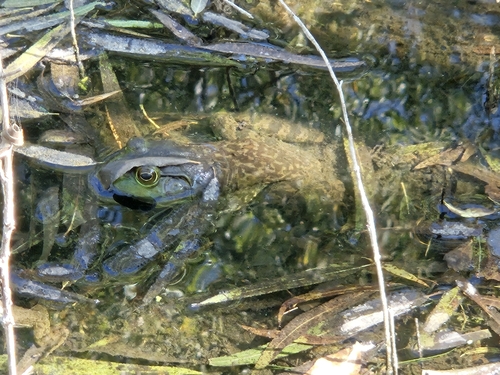 American Bullfrog
