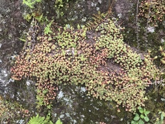 Sedum glaucophyllum