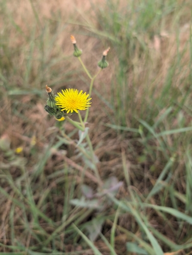 Common Sow-thistle