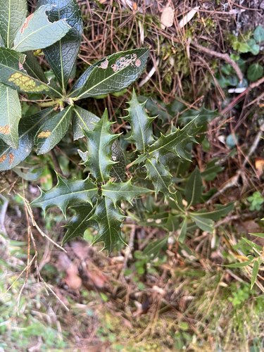 Osmanthus heterophyllus observed 2026-10-14
