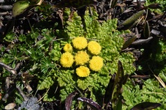 Senecio repens