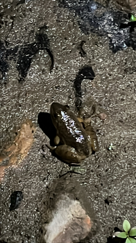 American Bullfrog