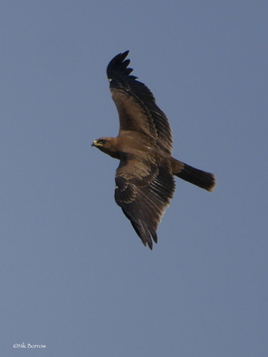 Wahlberg's Eagle