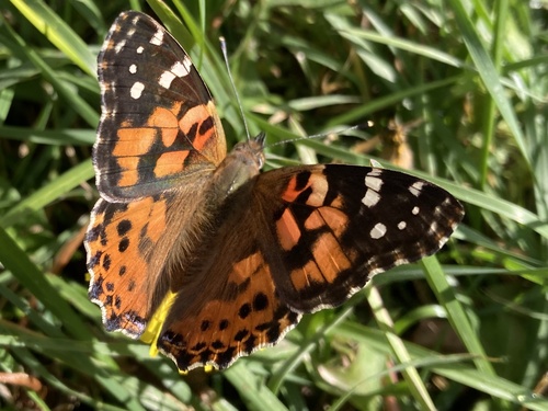 Painted Lady
