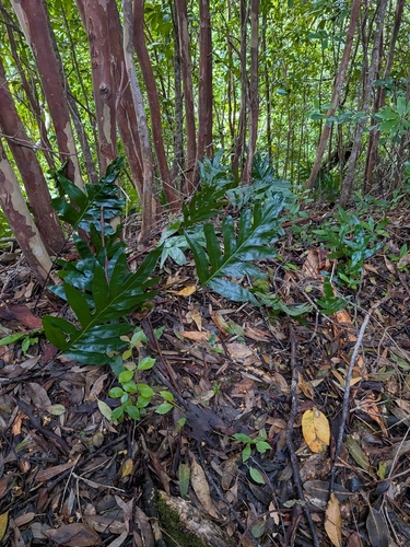 Microsorum grossum observed 2026-10-05