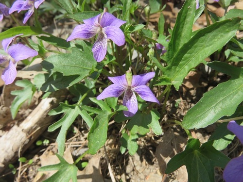 Image of Viola egglestonii by (c) Annie Bélair, some rights reserved (CC BY)