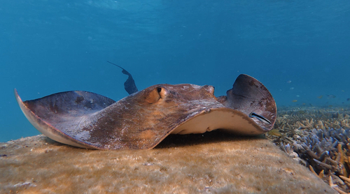 Broad Cowtail Stingray, Calliope - Pt B, AU-QL, AU, photo 7 of 10