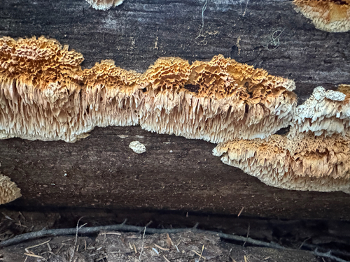 Pycnoporellus alboluteus observed 2026-10-13