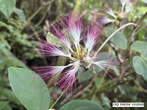 Calliandra trinervia observed 2026-10-13