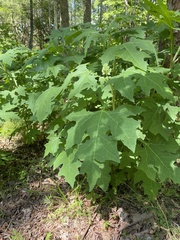 Smallanthus uvedalia