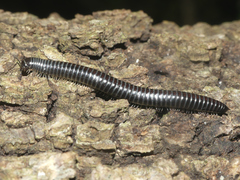 Ommatoiulus sabulosus aimatopodus