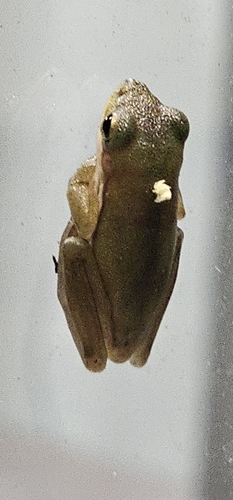 Green Treefrog