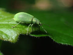 Polydrusus planifrons