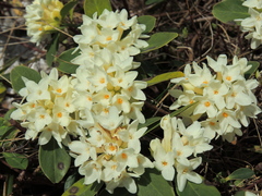 Daphne blagayana