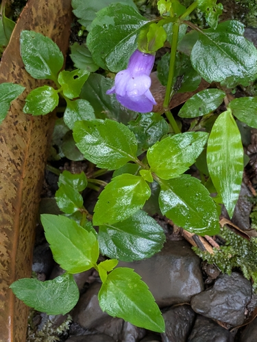 Torenia asiatica observed 2026-10-05