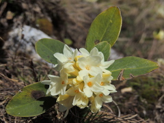 Daphne blagayana