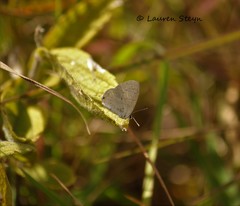 Eicochrysops hippocrates