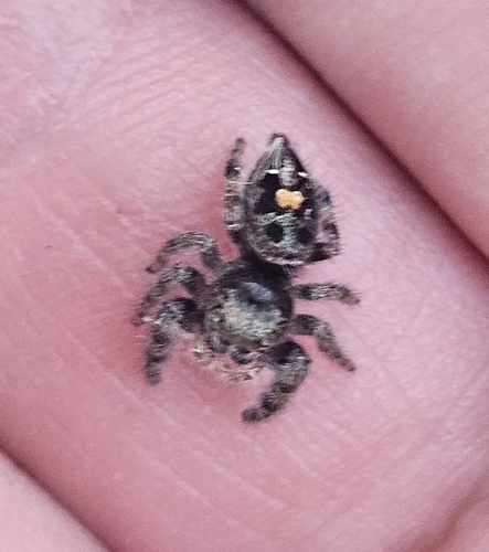 Bold Jumping Spider