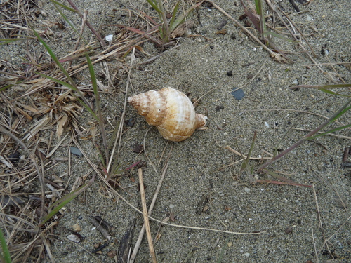 Austrofusus glans observed 2026-10-09