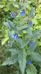 Symphytum caucasicum