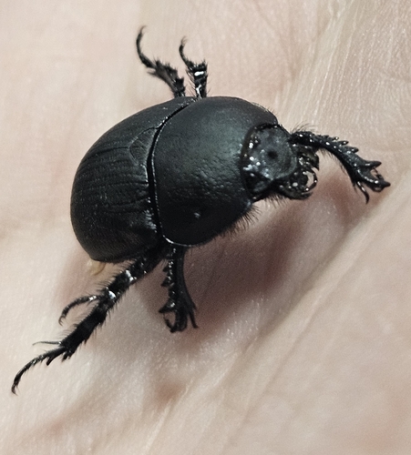 Opaque Earth-boring Beetle