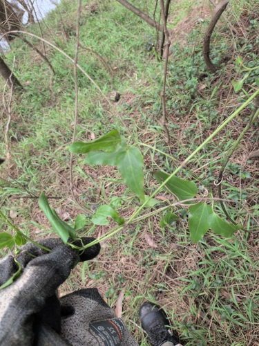 Clematis glycinoides observed 2026-10-14