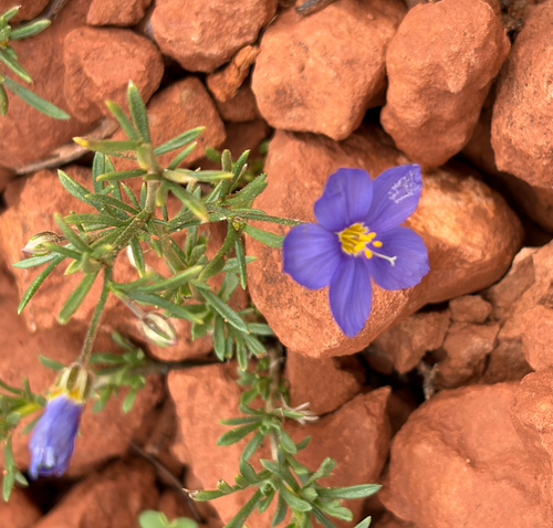 Prickleaf Gilia