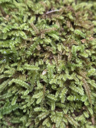 Racopilum cuspidigerum observed 2026-10-13