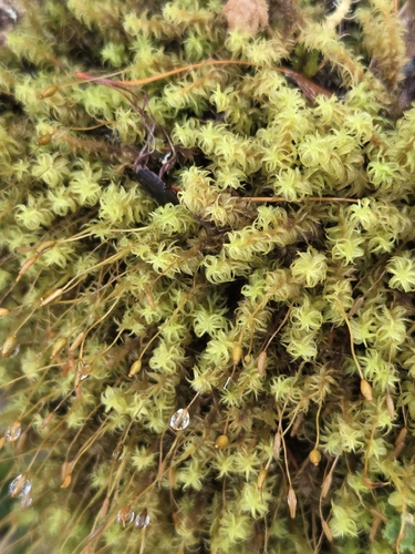 Leptodontium viticulosoides observed 2026-10-14